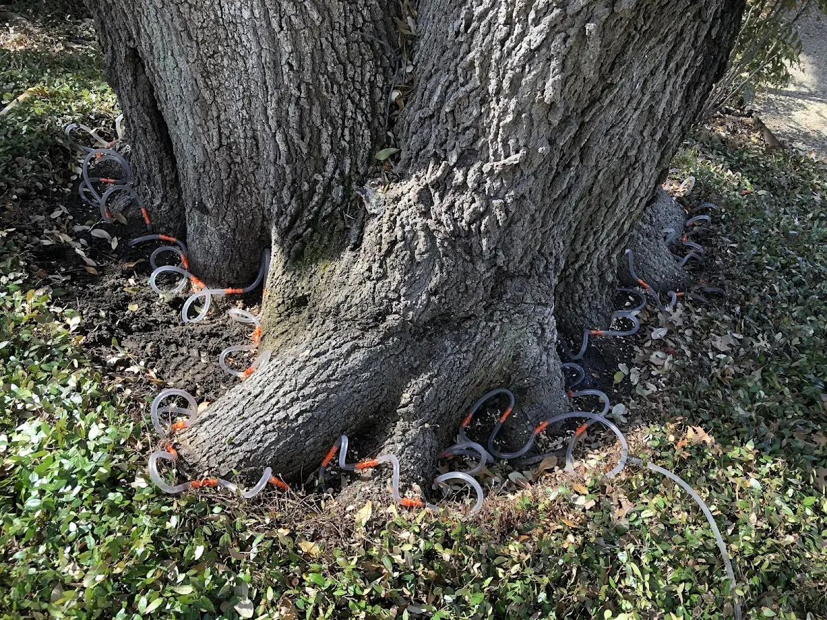 Detailed Tree Cabling and Bracing job site in Otto