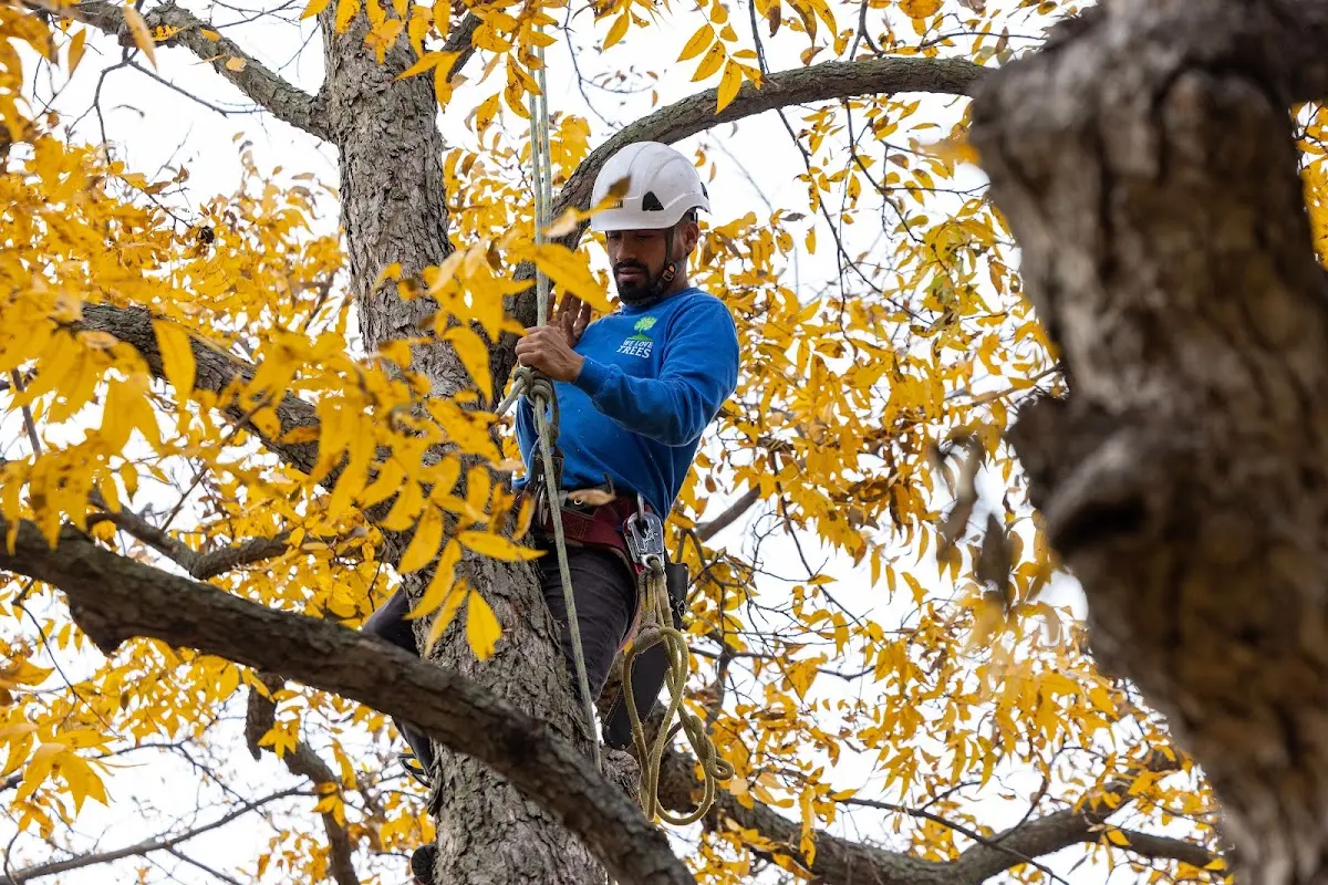Skilled Tree Trimming crew working in Otto